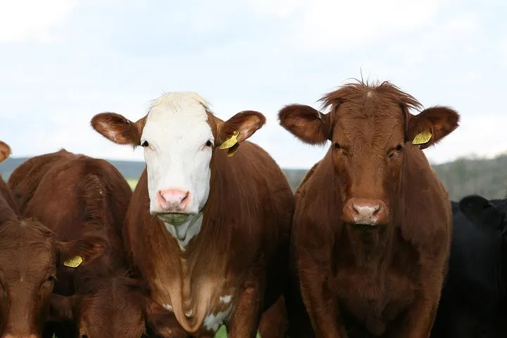 В пяти населённых пунктах Тамбовской области установлен карантин по лейкозу коров