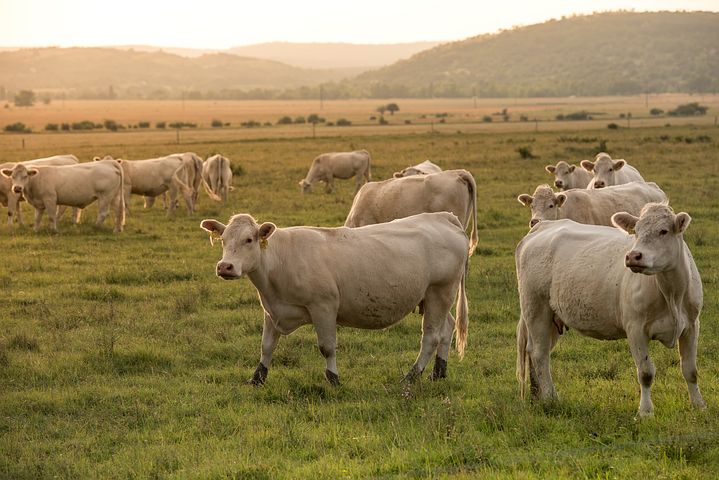 Тамбовская область за 9 месяцев снизила производство мяса на 2%, молока - увеличила на 1% - Тамбовстат 