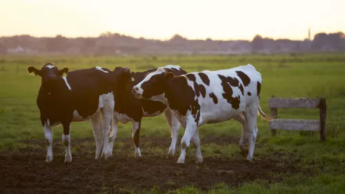 Минсельхоз: Тамбовские фермеры перевели коров на летне-пастбищное содержание